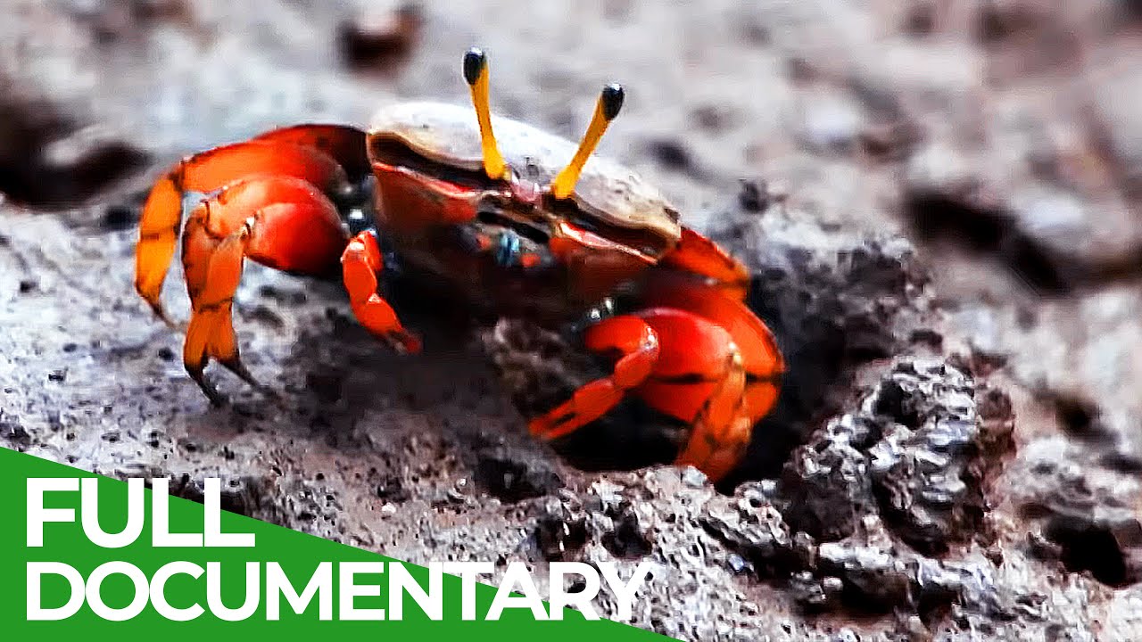 China Wild | Episode 4: The Wetlands (2023)