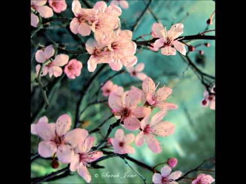 Hai Le - Mid Blossom