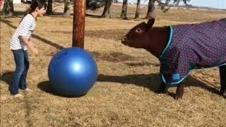Cow playing ball