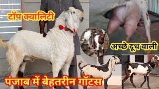 पंजाब के भटिंडा जिले में Beetal Goat Farming करते यादवेन्द्र सिंह के पास मिलेंगी बेहतरीन क्वालिटी