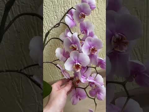Видео: Информация о лозе бабочки: как выращивать желтые растения орхидеи