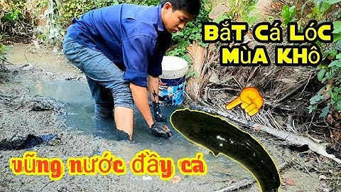 Bắt Cá Lóc Đồng mắc cạn vào mùa khô! Getting stranded snakehead fish
