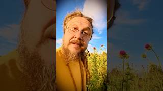 Watch the sky. Nonstop streaming. #meteakasha #shorts #mindfulness #nature #presence #slowliving