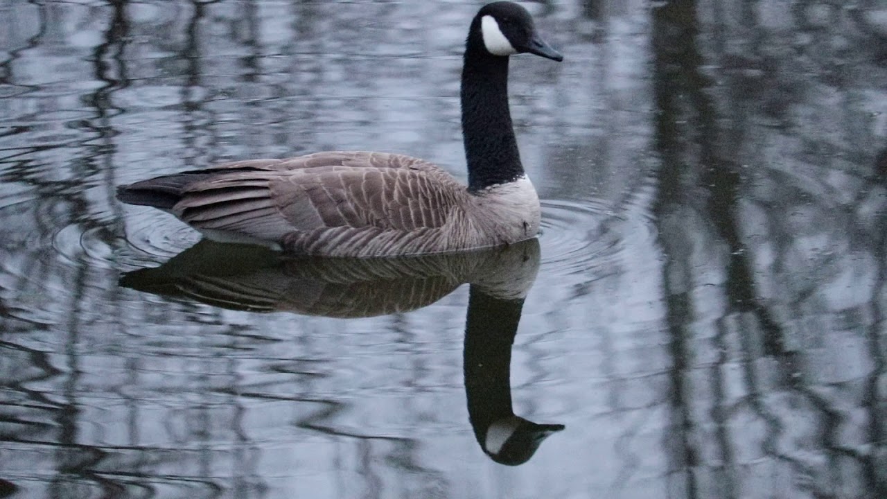 Canon sl2 lake with aridale dog