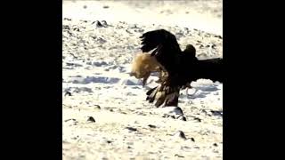 Eagle vs fox fight to death Sky bird