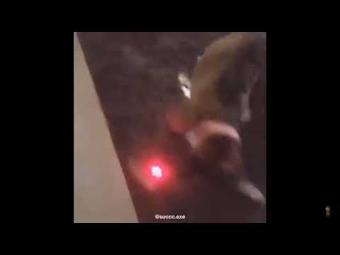 dog-chases-laser