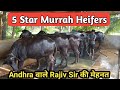 👍5 Star Murrah Heifers - of Rajiv Sir's Farm, Veeravalli, Andhra.👍(8341132345).👍