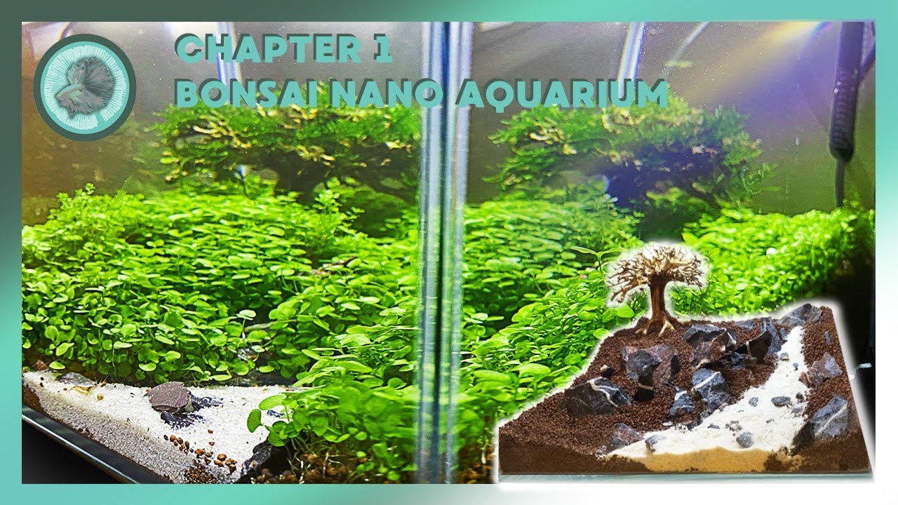 Relaxing Bonsai Nano Aquarium Build Time Lapse - 26 Days l Episode 1