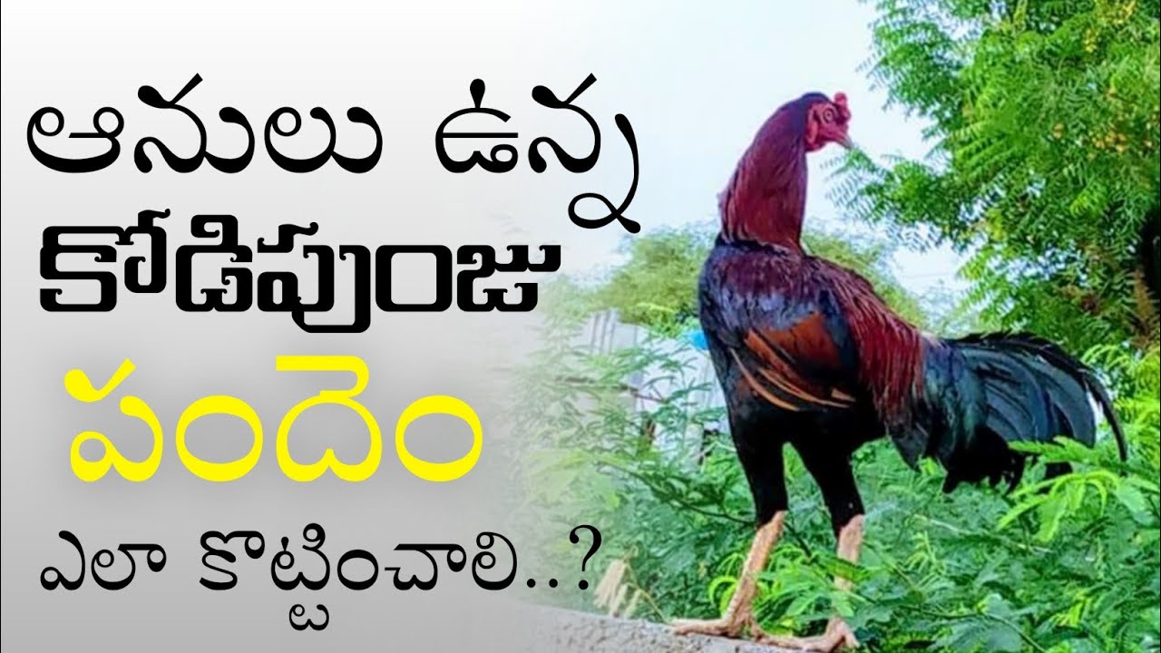 ఆనులు ఉన్న కోడిపుంజు ని పందెం కొట్టేలా చెయ్యడం ఎలా..? | by risk Nani