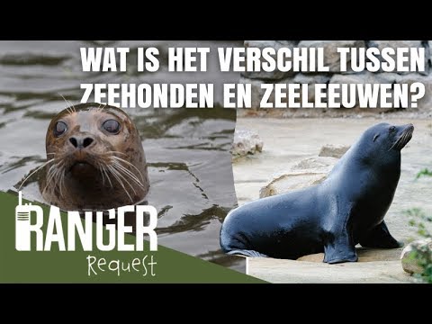 Video: Zeeleeuwen Waarin verschillen ze van andere zeehonden?