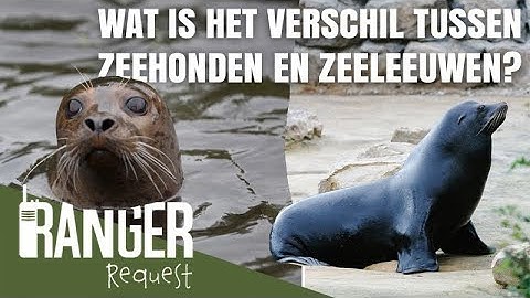 WAT IS HET VERSCHIL TUSSEN ZEEHONDEN EN ZEELEEUWEN? | Ranger Request