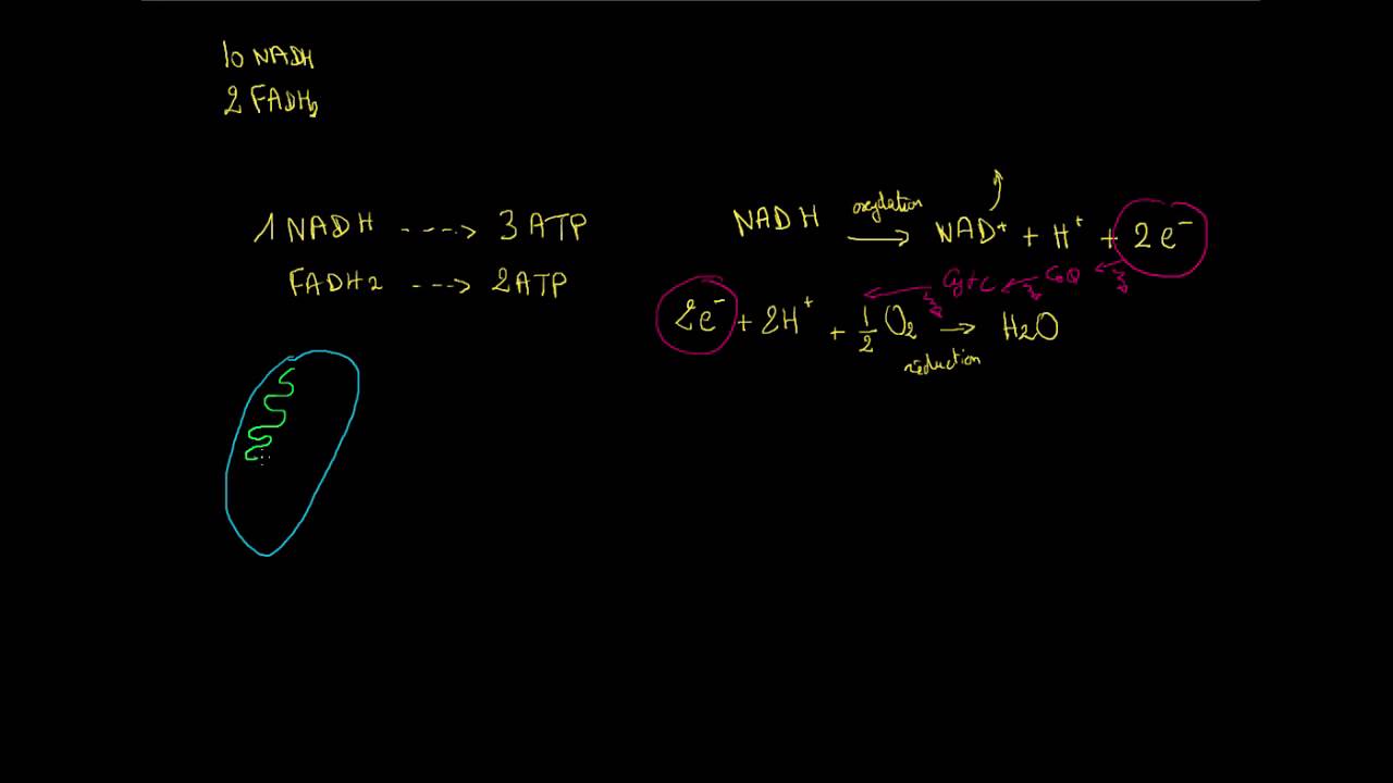Chaîne respiratoire