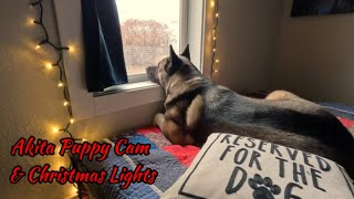 Live Puppy Cam American Akita Christmas Lights  (Montana) by Life Wild Open ® 165 views 5 months ago 33 minutes