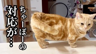 【悲報】ちゃーぼーのパパへの対応がママと比べて... #猫 #マンチカン by ねこもふファミリー 6,425 views 2 weeks ago 4 minutes, 11 seconds