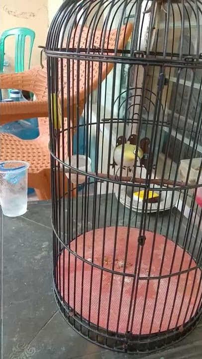 pleci gunkar ngalas standar