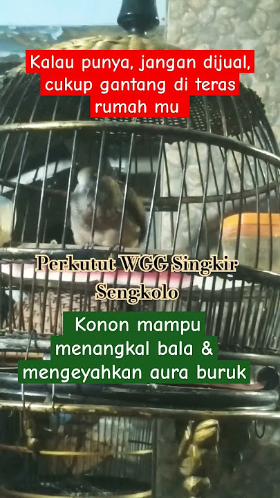 Beruntung  Orang Ini Punya Perkutut WGG Singkir Sengkolo #perkututgacor #perkututkaturanggan