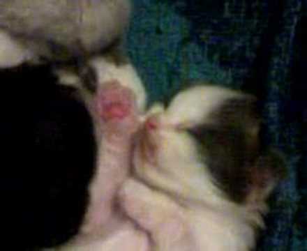 Video 8345141: norwegian forest, siamese, newborn kittens