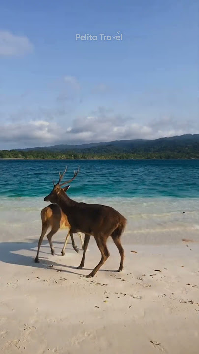 “Pulau Peucang: Eksotis, Sepi, dan Bikin Jatuh Cinta”