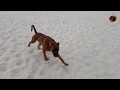 Boxer dog off leash on the beach