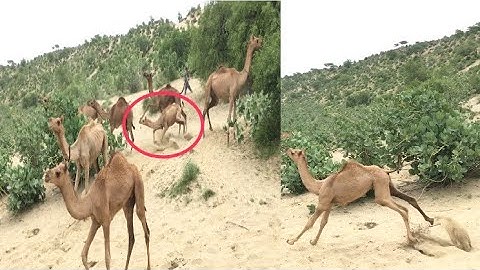 Camels jumping | الإبل تقفز |  Camel jumping in Desert