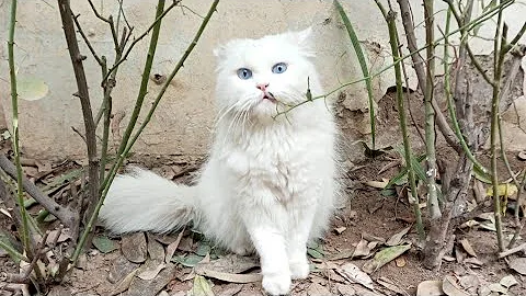 Video 11527131: cat blue eyes, little cat funny, cute little cat funny, cats cute funny home