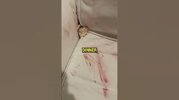 Don T Check The Sound 