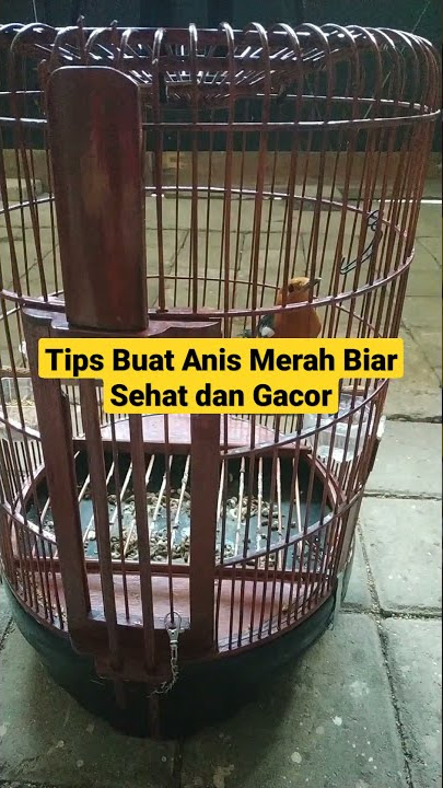 Tips dan Cara Biar Anis Merah Tetap Sehat dan Gacor Simak video detailnya