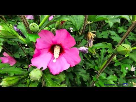 Video: Nellie Stevens Holly Plant – Ako pestovať Nellie Stevens Holly v krajine