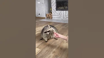 Дрессированный енот Тема