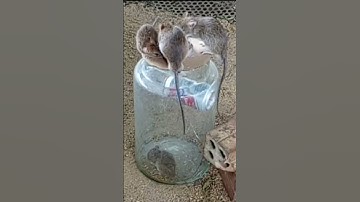 New Bottle Glass Mouse Trap | DIY Homemade 2021 Part 02