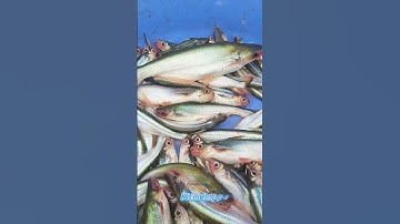 #Shorts / Câu cá dứa cá xác sọc quá phê miền tây sông nước #KiềmRapper