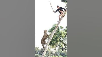 Suddenly a leopard attacked on tree. #shorts #vfx #video #wildlife #leopard #tiger #trending #foryou