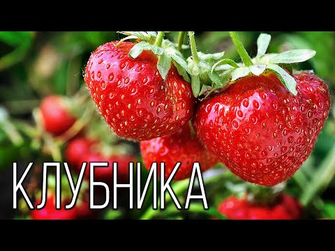 Video: Victoria (Erdbeere) als Gattungsname für eine Gartenbeere