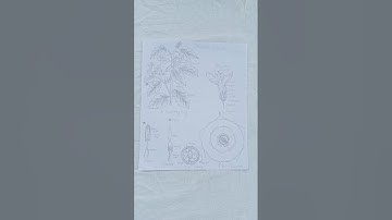 Botany practical file B.sc.3rd semester #music #song