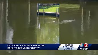 Crocodile returns to Brevard County after being moved hundreds of miles away