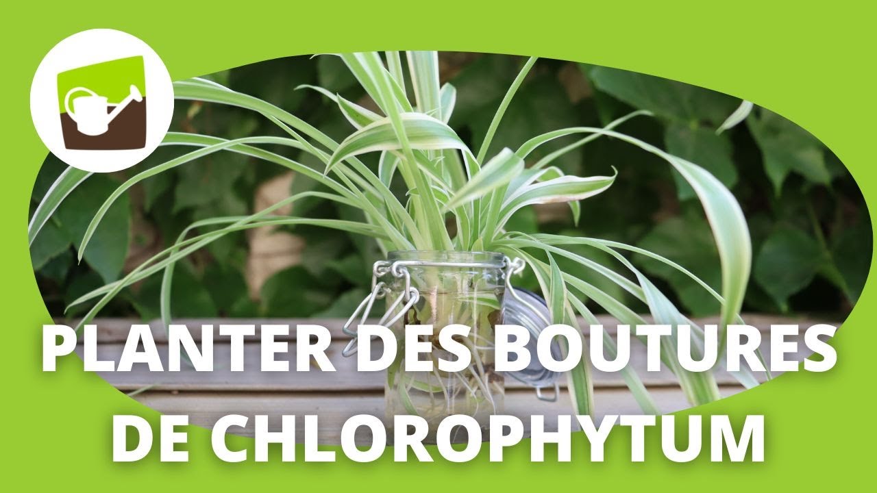 5 ÉTAPES FACILES POUR BOUTURER UN CHLOROPHYTUM