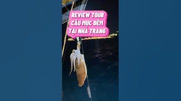 🎣 REVIEW TOUR CÂU MỰC ĐÊM TẠI NHA TRANG – viết bởi bé lớp 5 nè!