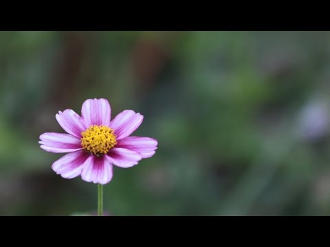 1 Hour of Relaxing Music with Beautiful Pics of Nature - Meditation, Study, Sleep, Zen.