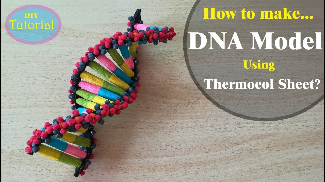 How To Make A Dna Model Using Thermocol Youtube