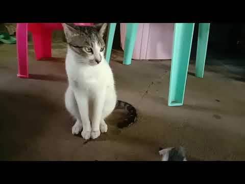 Video: Nobivak Para Sa Mga Pusa At Pusa: Mga Tagubilin, Presyo Ng Bakuna, Mga Pagsusuri Sa Paggamit Sa Mga Kuting At Pang-adultong Hayop, Mga Analogue