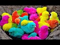 World Cute Chickens, Colorful Chickens, Rainbows Chickens, Cute Ducks, Cat, Rabbits,Cute Animals🐤