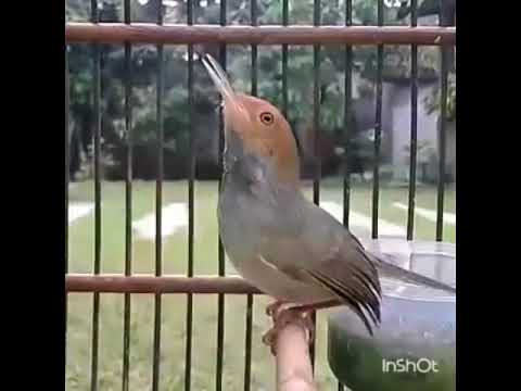 Suara Burung Prenjak Jantan Gacor Dor Youtube