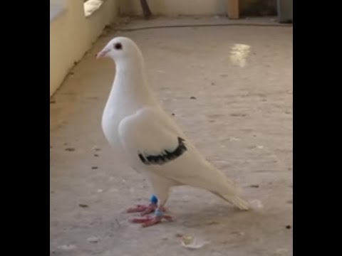 Stop the pigeon