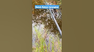 Spot yang belum pernah didatangi. #fyp #video #mancing #fishing #shorts