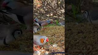 Finches in Outdoor Bird Aviary | Bird Sounds