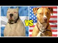 Dogo argentino vs Pitbull terrier ¿cual es el mas PODEROSO?