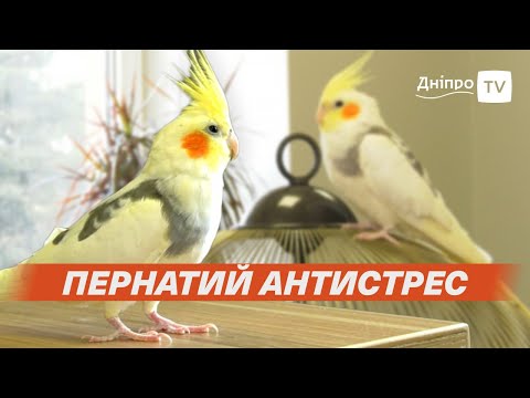 🦜 Дніпро: у РАЦСі працює папуга