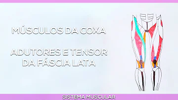Onde se localiza o músculo adutor?