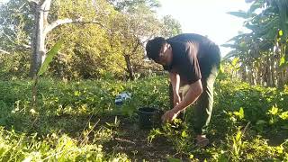 Celebrity Performance task in Gec 8 Gardening Profile
