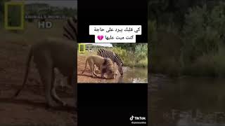 لما قلبك يبرد على حاجه كنت ميت عليها